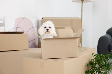 Moving day. Cute dog and many cardboard boxes indoors