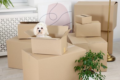 Photo of Moving day. Cute dog, houseplant and many cardboard boxes indoors