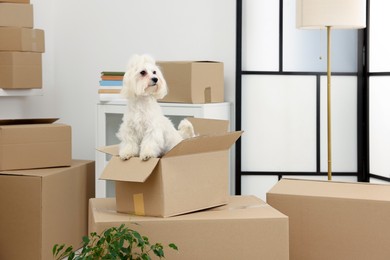 Photo of Moving day. Cute dog and many cardboard boxes indoors