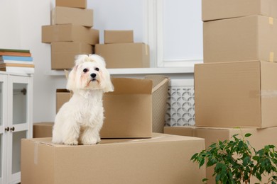 Photo of Moving day. Cute dog and many cardboard boxes indoors