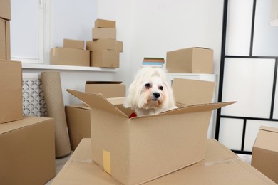 Photo of Moving day. Cute dog and many cardboard boxes indoors