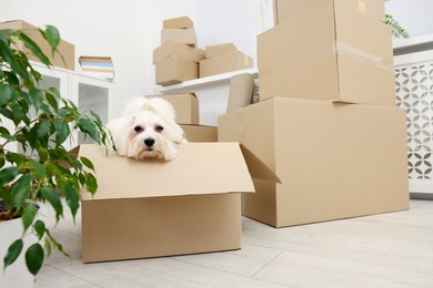 Photo of Moving day. Cute dog and many cardboard boxes indoors