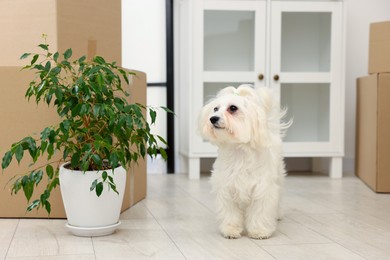 Photo of Moving day. Cute dog, houseplant and many cardboard boxes indoors