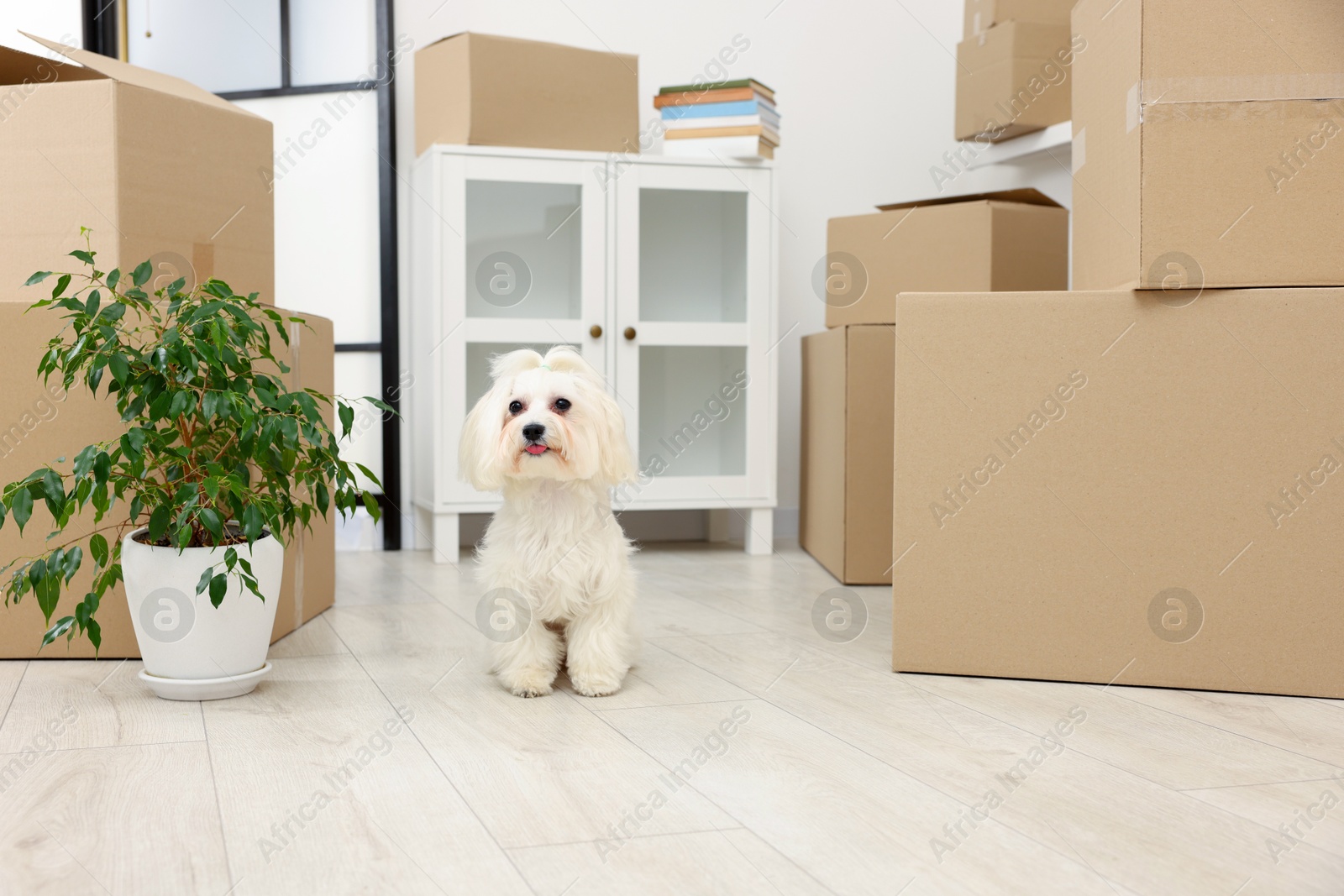 Photo of Moving day. Cute dog, houseplant and many cardboard boxes indoors