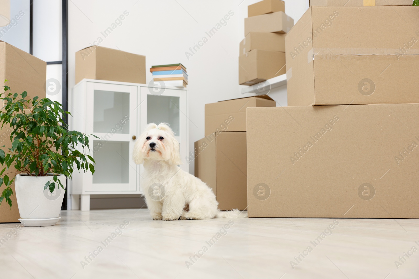 Photo of Moving day. Cute dog, houseplant and many cardboard boxes indoors