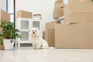 Photo of Moving day. Cute dog, houseplant and many cardboard boxes indoors