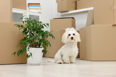 Photo of Moving day. Cute dog, houseplant and many cardboard boxes indoors