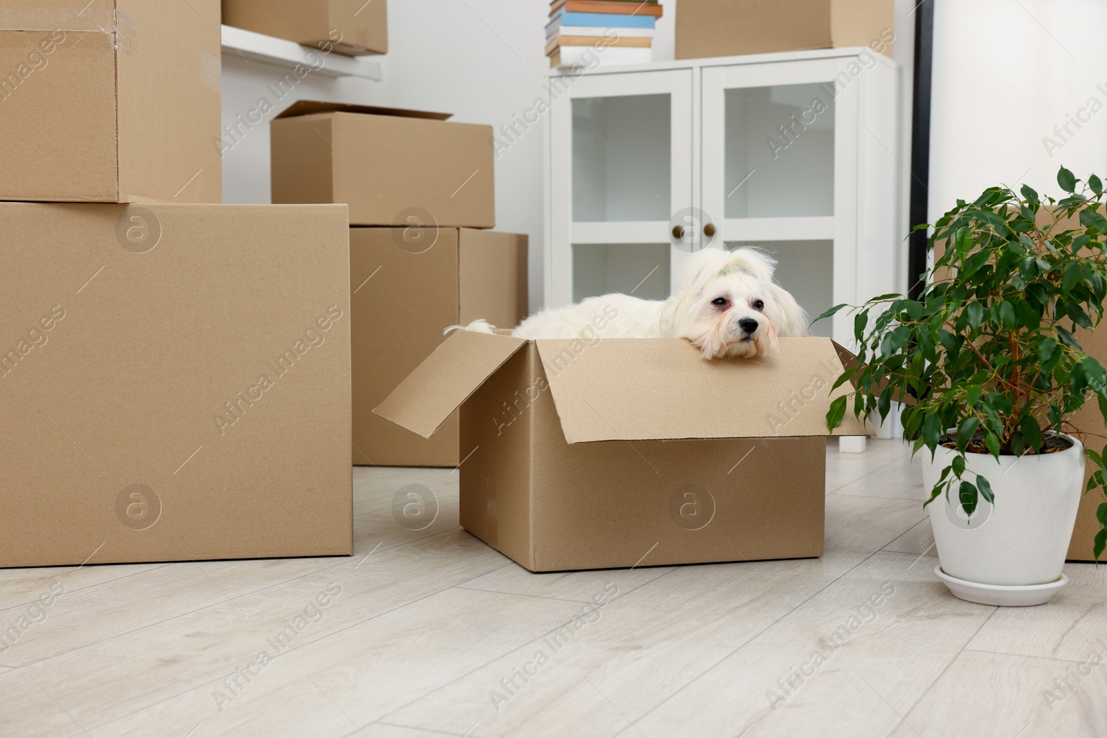 Photo of Moving day. Cute dog, houseplant and many cardboard boxes indoors