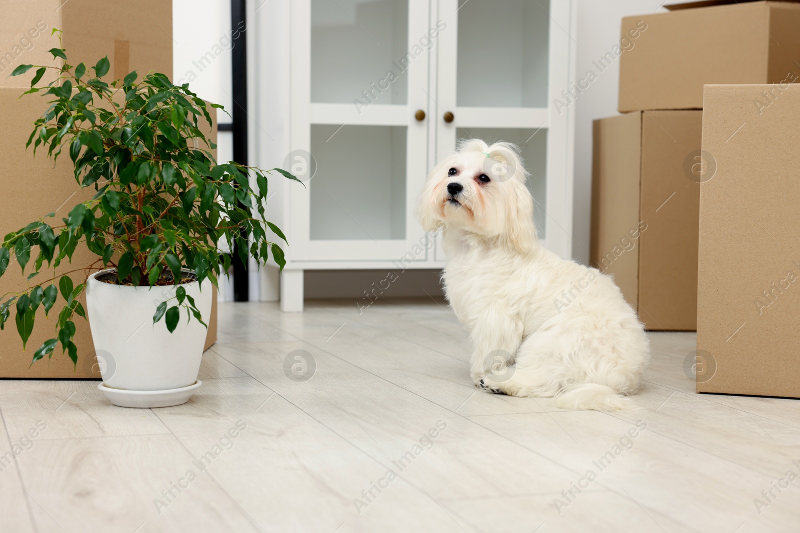 Photo of Moving day. Cute dog, houseplant and many cardboard boxes indoors