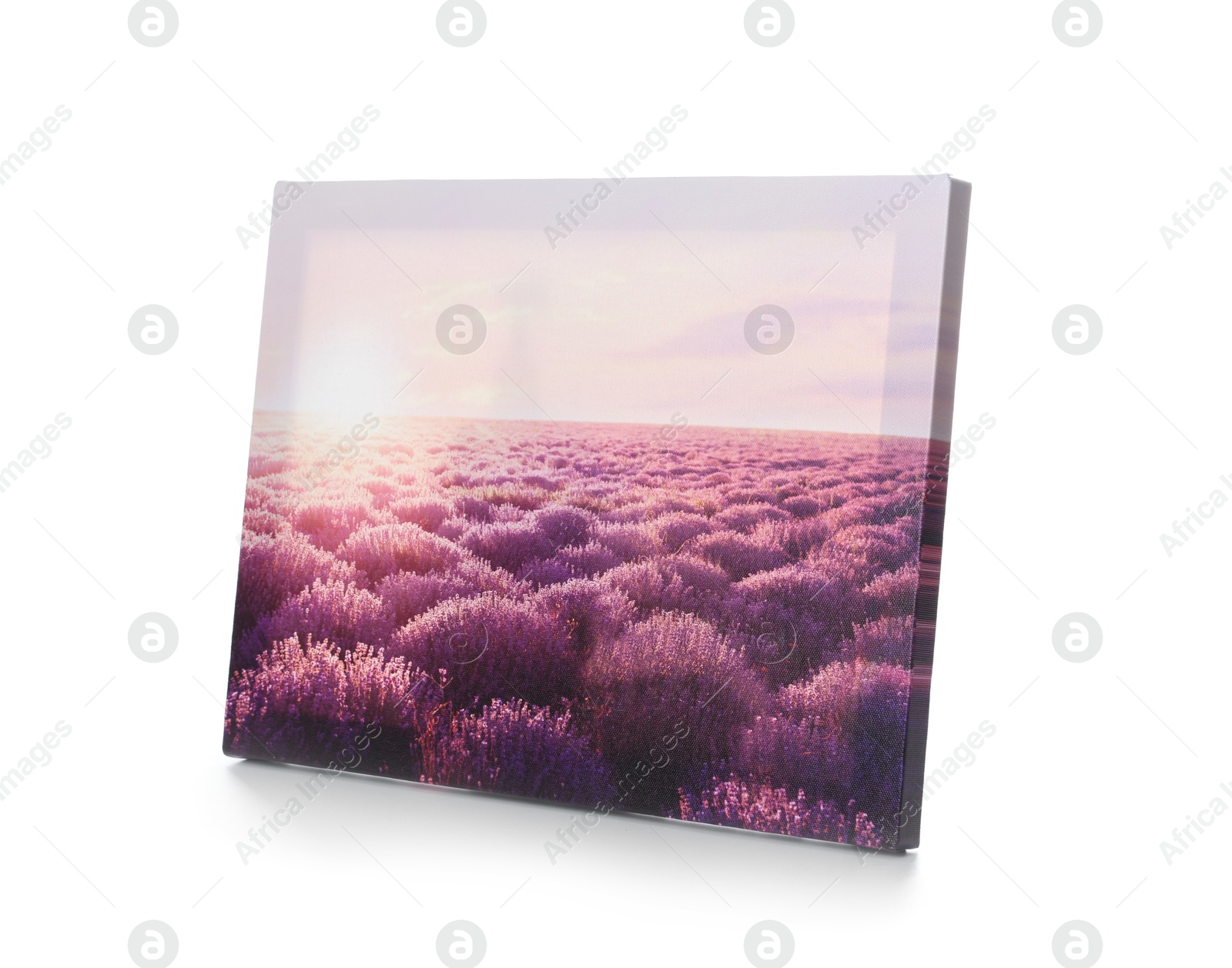 Photo of Canvas with printed photo of beautiful lavender field isolated on white