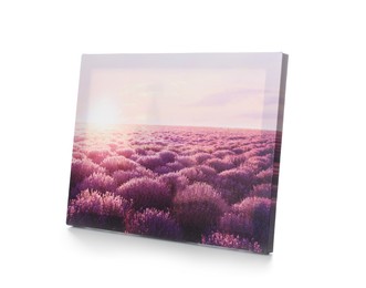 Canvas with printed photo of beautiful lavender field isolated on white