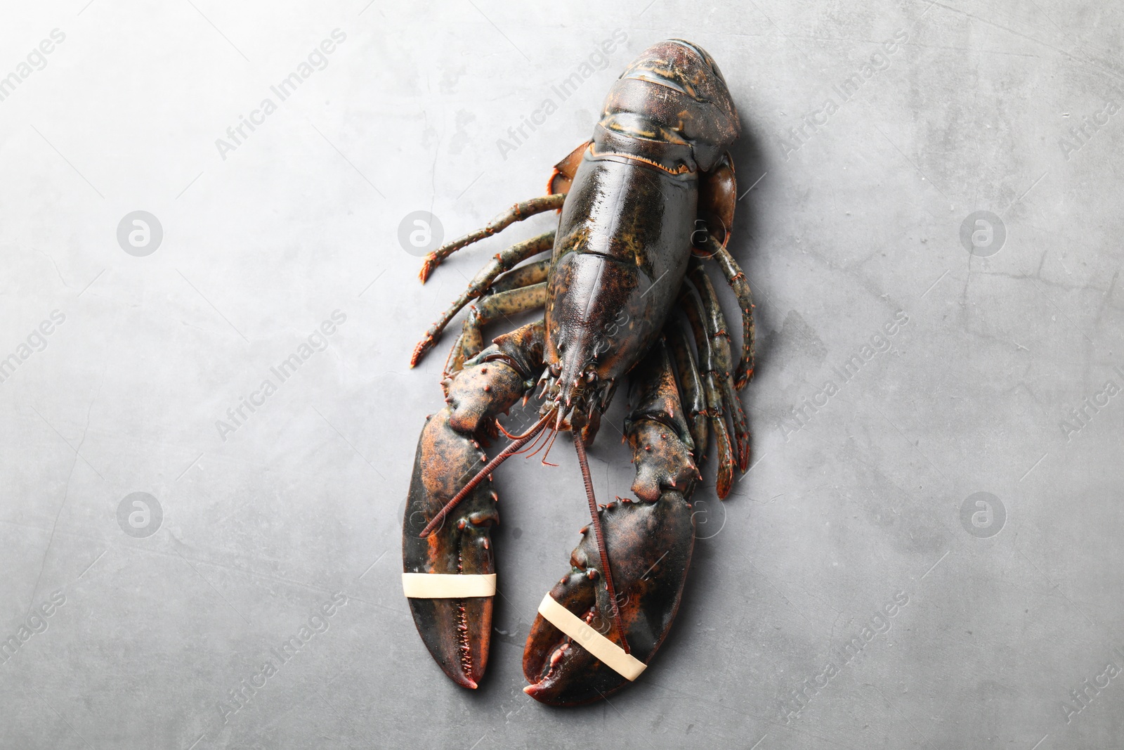 Photo of One raw lobster on grey textured table, top view