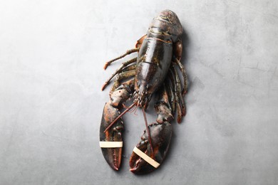 One raw lobster on grey textured table, top view