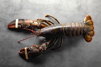 Photo of One raw lobster on grey textured table, top view