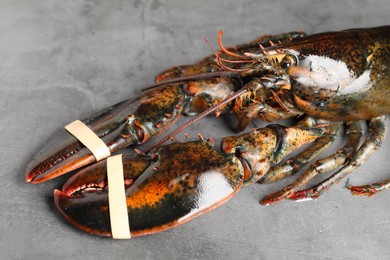 Photo of One raw lobster on grey textured table, closeup