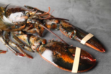 Photo of One raw lobster on grey textured table, closeup