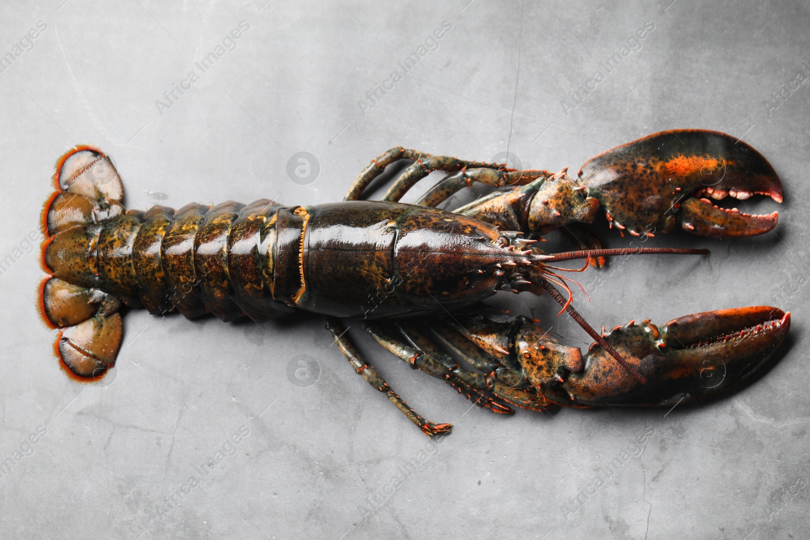 Photo of One raw lobster on grey textured table, top view