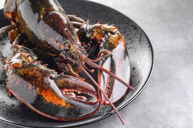 Photo of One raw lobster on grey textured table, closeup