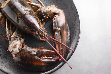 Photo of One raw lobster on grey table, top view. Space for text