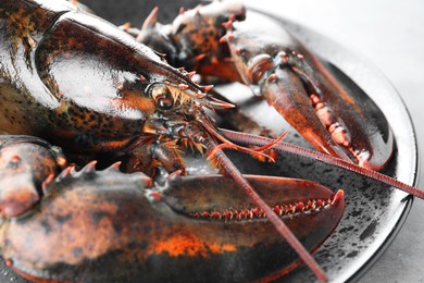 Photo of One raw lobster on grey table, closeup