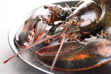 Photo of One raw lobster on grey textured table, closeup