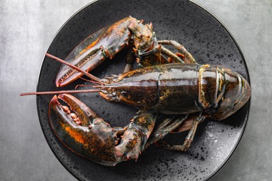 Photo of One raw lobster on grey table, top view