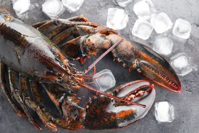 Photo of Raw lobster and ice cubes on grey textured table, flat lay