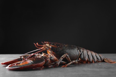 Photo of Raw lobster on grey textured table against black background, closeup