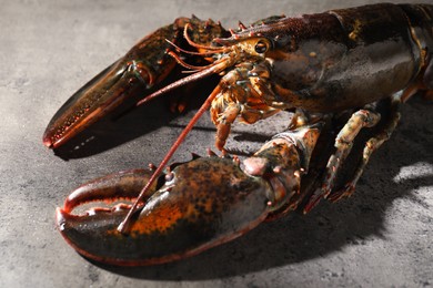 Photo of Raw lobster on grey textured table, closeup