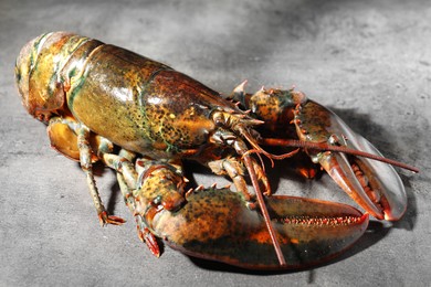 Photo of Raw lobster on grey textured table, closeup