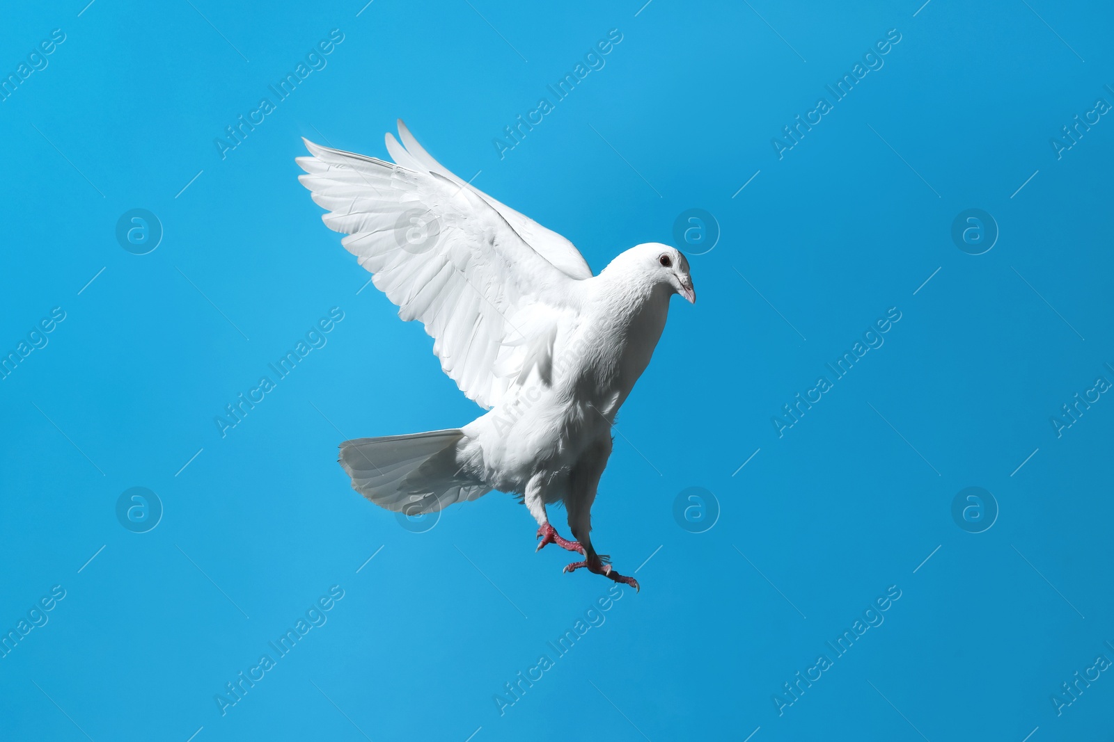 Photo of Beautiful white dove flying on light blue background