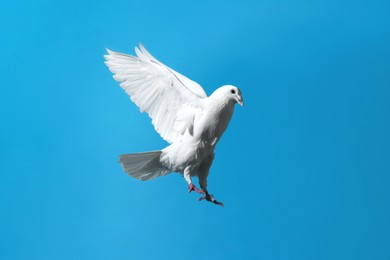 Beautiful white dove flying on light blue background