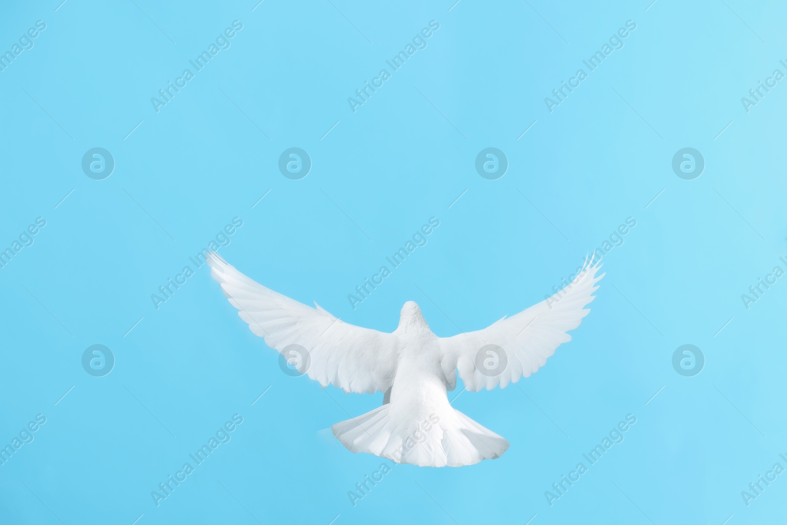 Photo of Woman with beautiful white dove on light blue background, closeup. Space for text