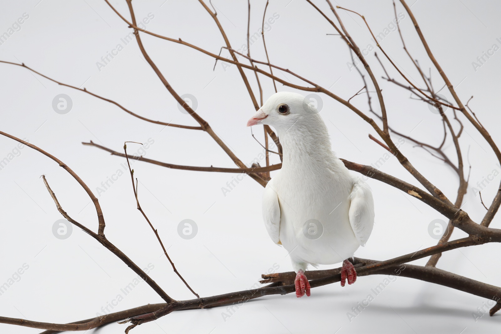 Photo of Beautiful dove with branch on white background