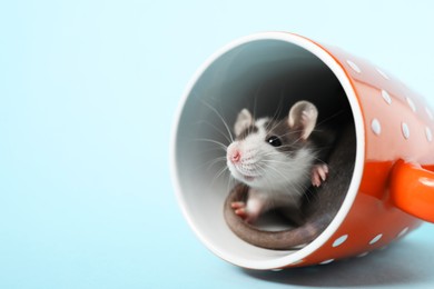 Photo of Adorable little rat peeking out of cup on light background, closeup. Space for text