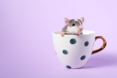 Photo of Adorable little rat peeking out of cup on violet background, closeup. Space for text