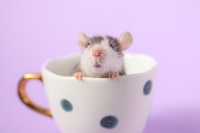 Photo of Adorable little rat peeking out of cup on violet background, closeup