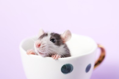 Photo of Adorable little rat peeking out of cup on violet background, closeup