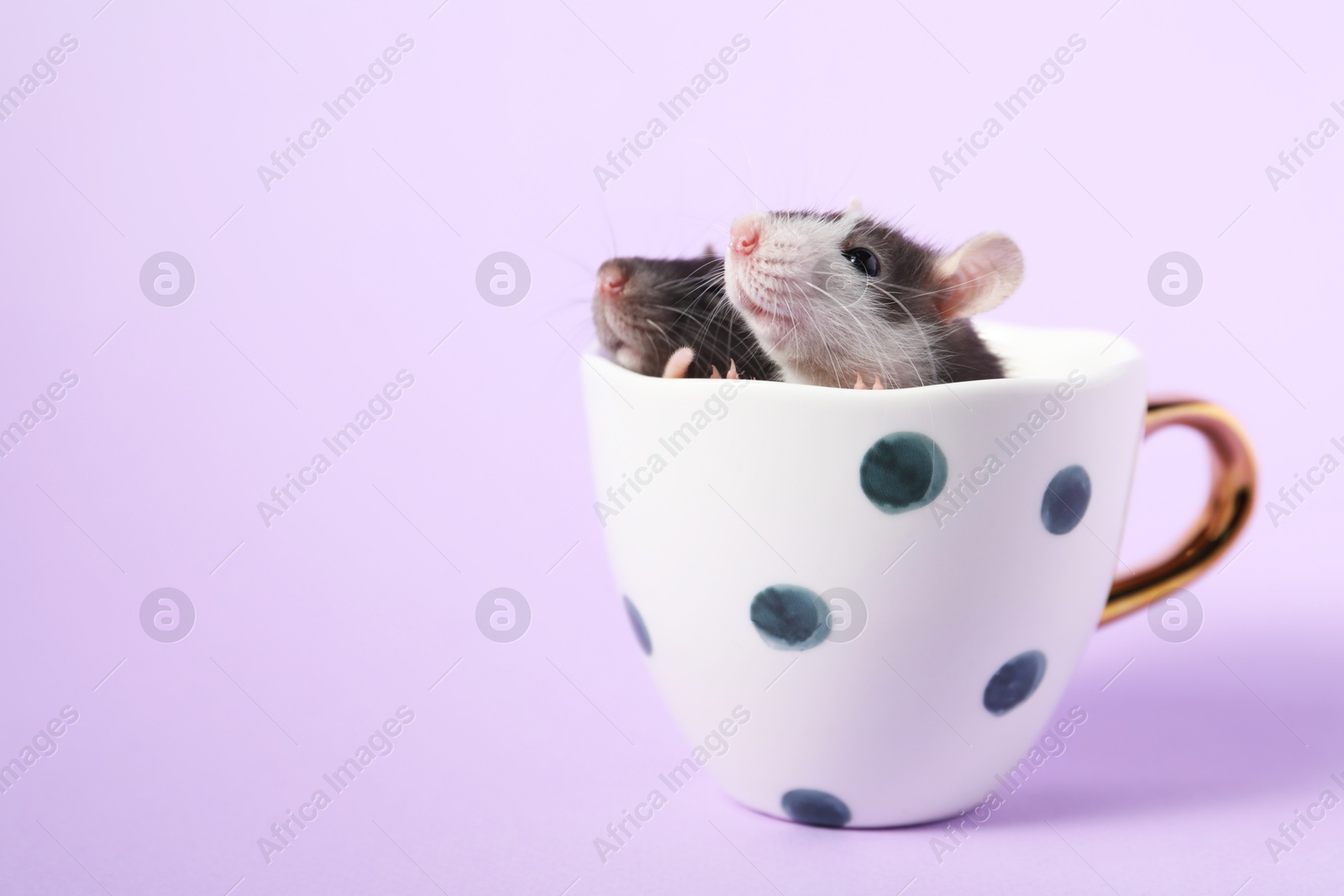 Photo of Adorable little rats peeking out of cup on violet background, closeup. Space for text