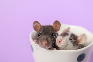 Photo of Adorable little rats peeking out of cup on violet background, closeup. Space for text