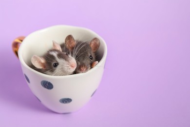 Photo of Adorable little rats peeking out of cup on violet background, closeup. Space for text