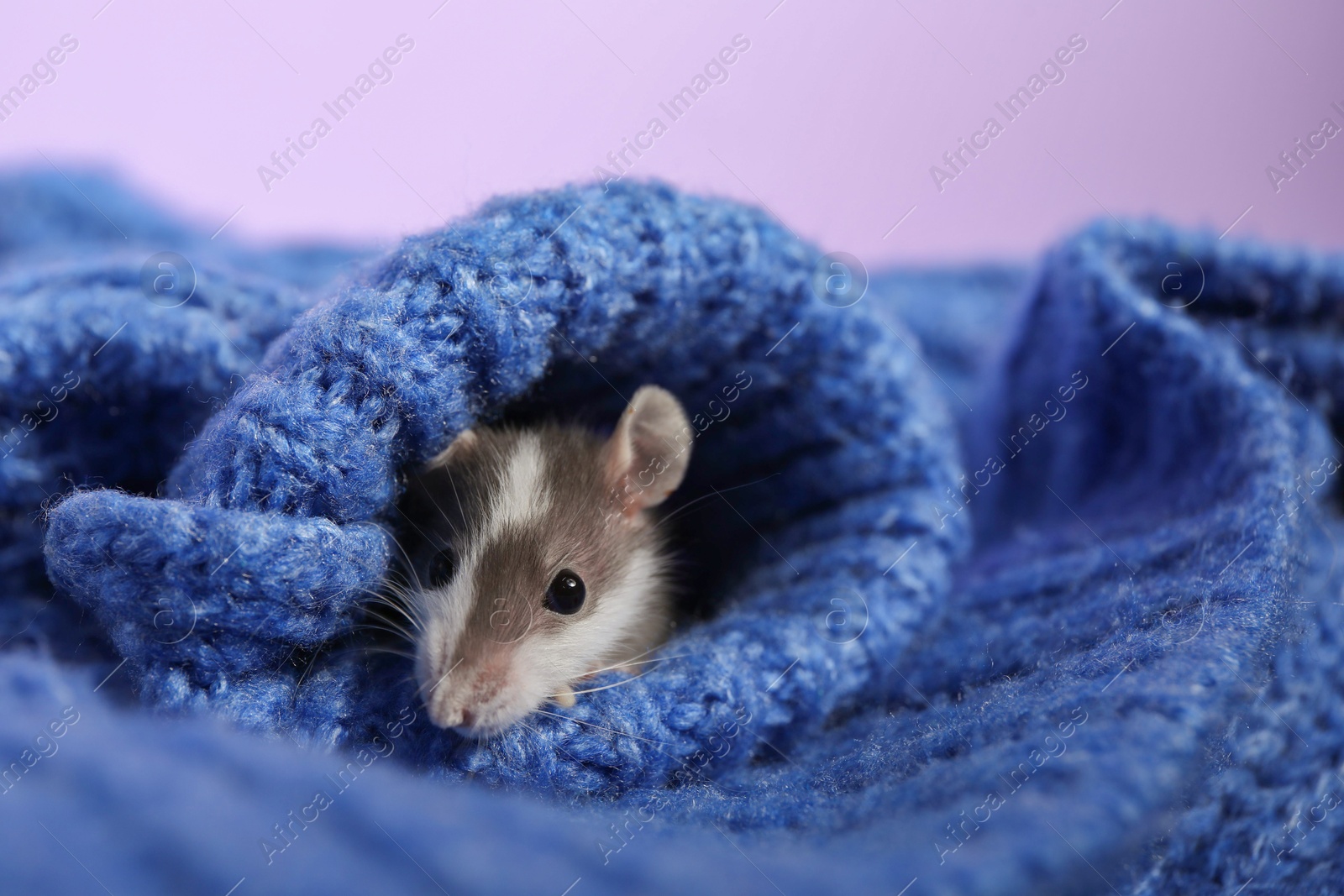 Photo of Adorable little rat hiding in sweater on violet background, closeup