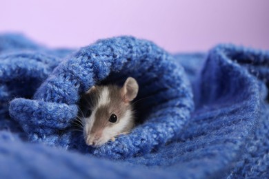 Adorable little rat hiding in sweater on violet background, closeup