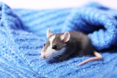 Photo of Adorable little rat on blue sweater, closeup