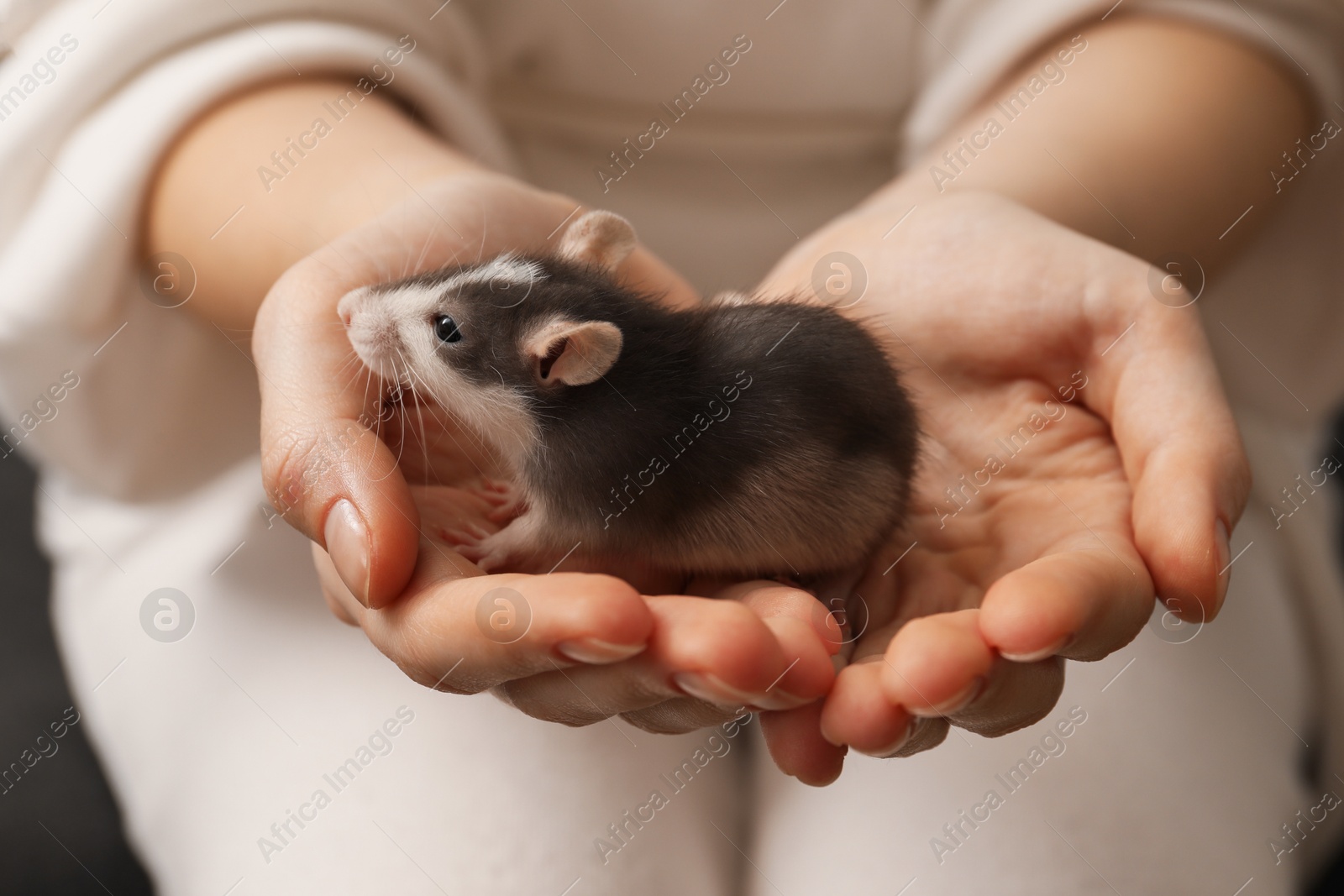 Photo of Woman with adorable little rat indoors, closeup