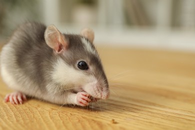 Photo of Adorable little rat eating food on wooden surface indoors, closeup. Space for text