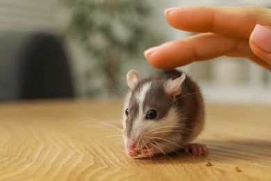 Photo of Woman with adorable little rat indoors, closeup. Space for text