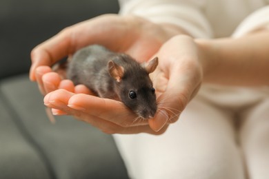 Photo of Woman with adorable little rat indoors, closeup