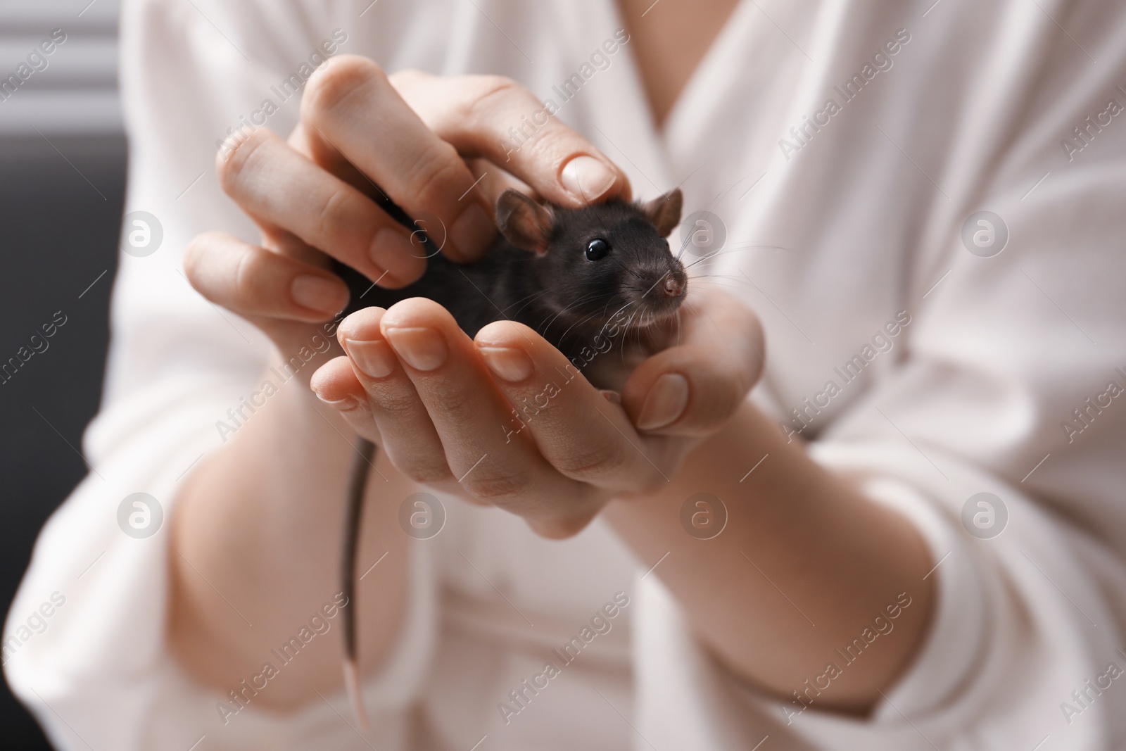 Photo of Woman with adorable little rat indoors, closeup