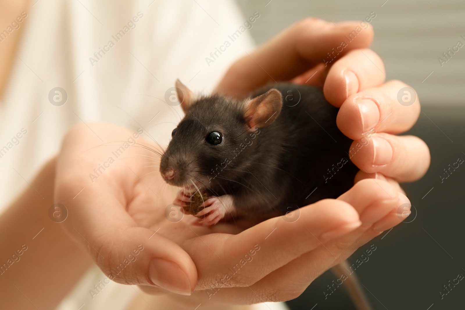 Photo of Woman with adorable little rat indoors, closeup